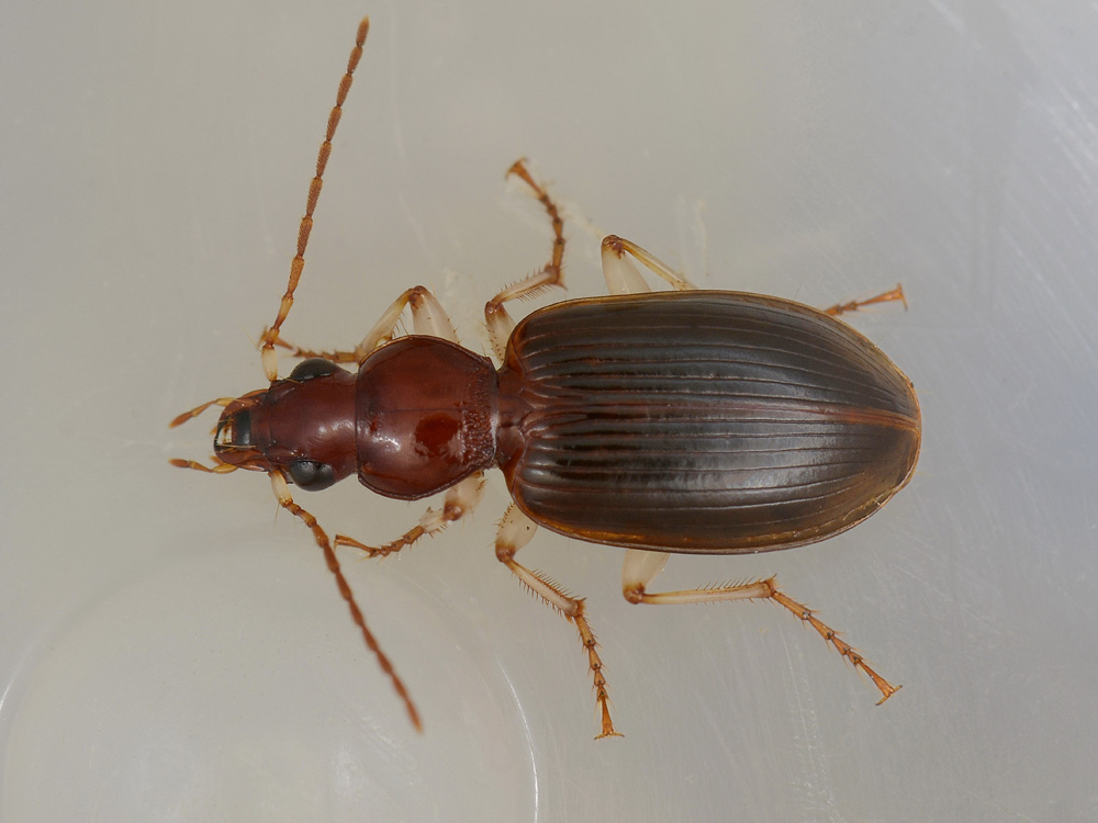 Quale Carabidae? Paranchus albipes